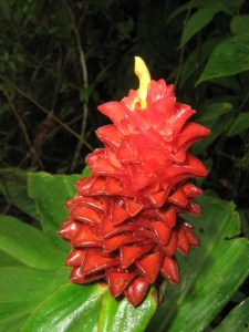 costus-productus